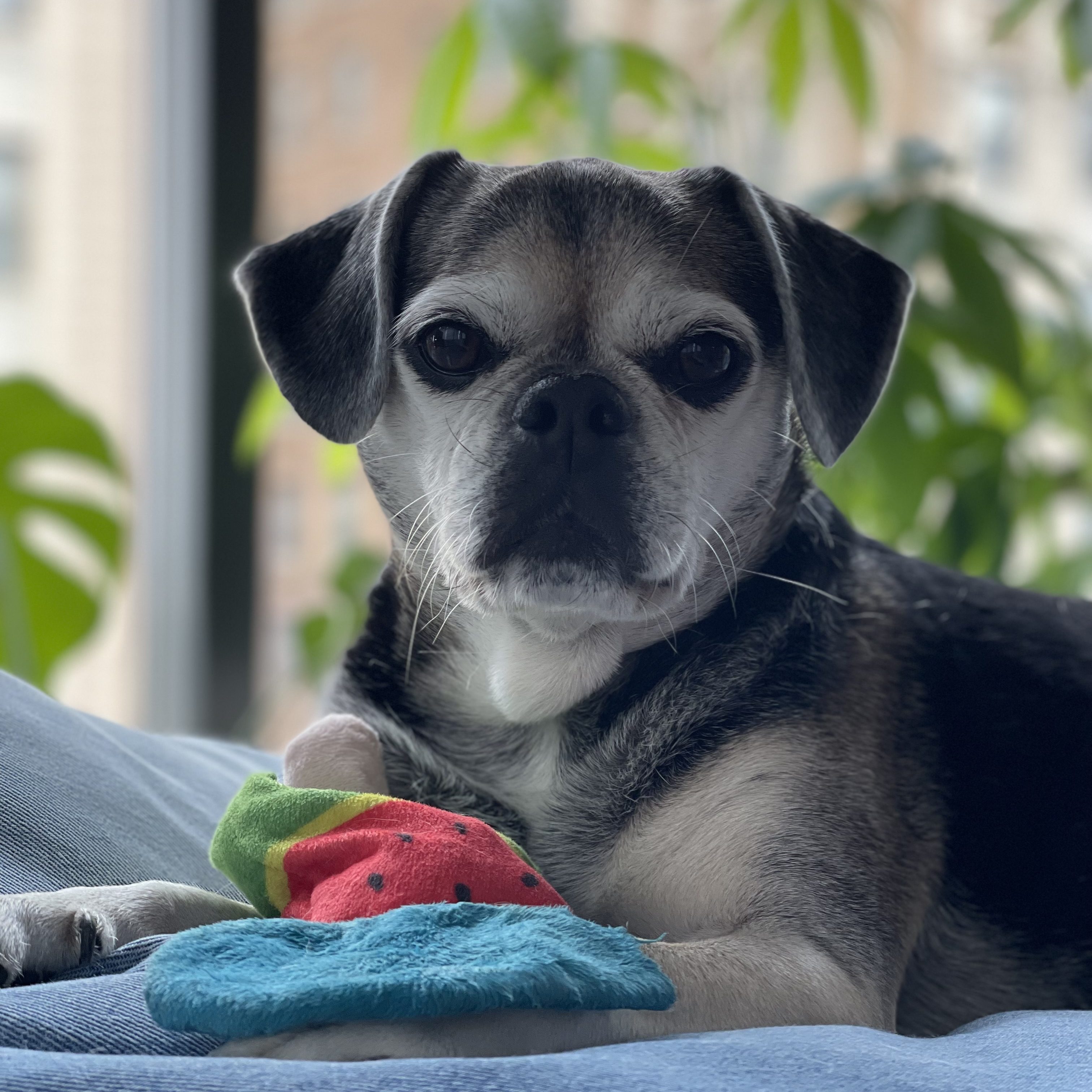 Millie